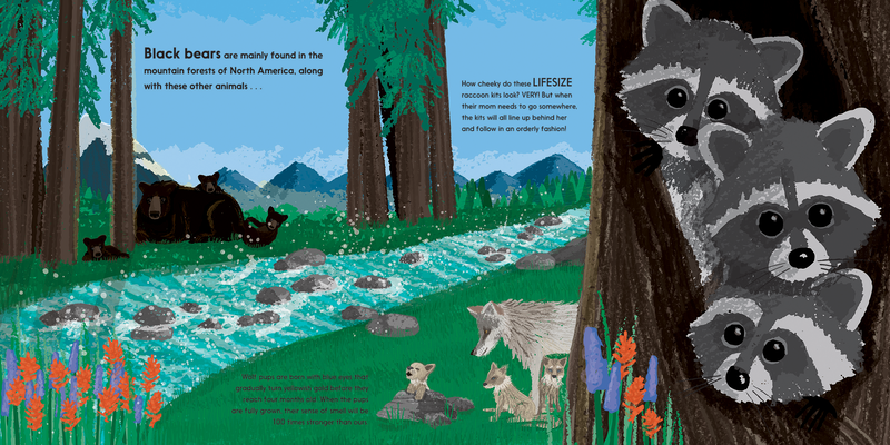 Kane Miller Lifesize Baby Animals