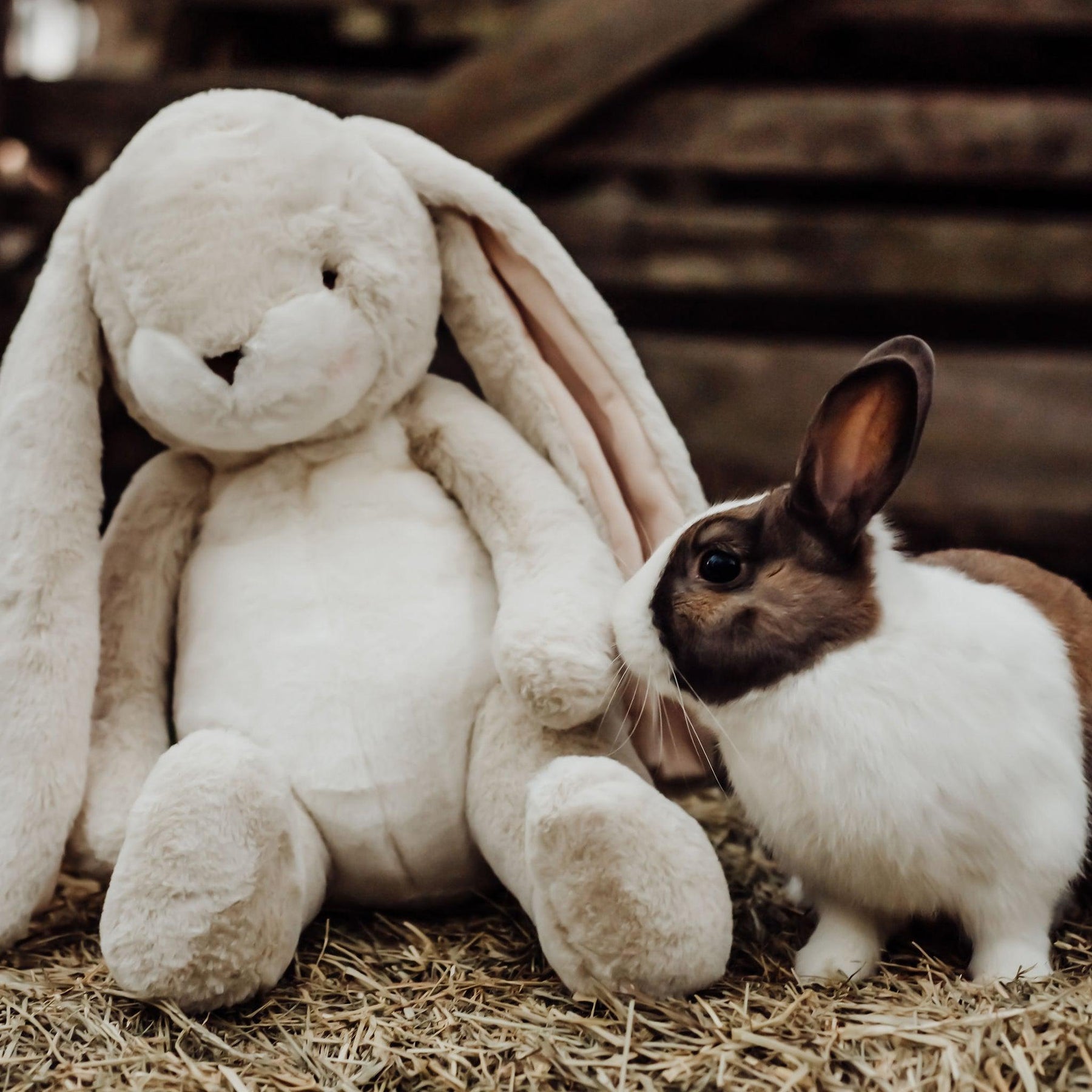 Bunnies By The Bay Big Nibble, Cream